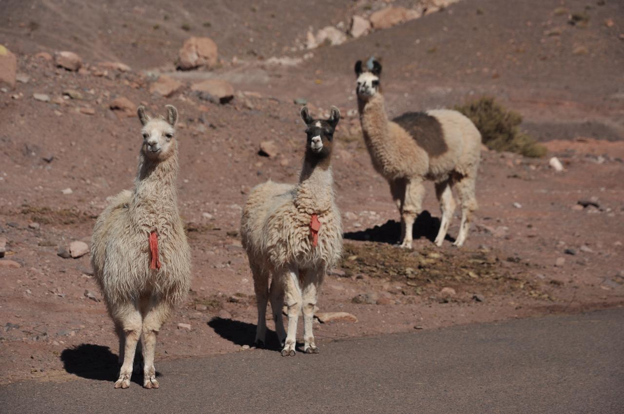 Ckamur Atacama Ethno Lodge & Spa San Pedro de Atacama Eksteriør bilde